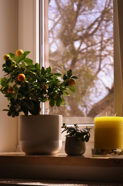 How to Refresh Your Home with Plants: Simple Tips for a Greener Space